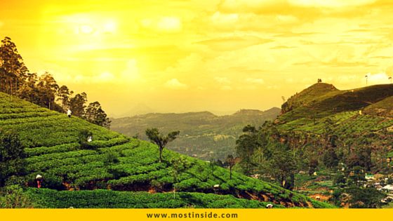 Tea Gardens In Munnar