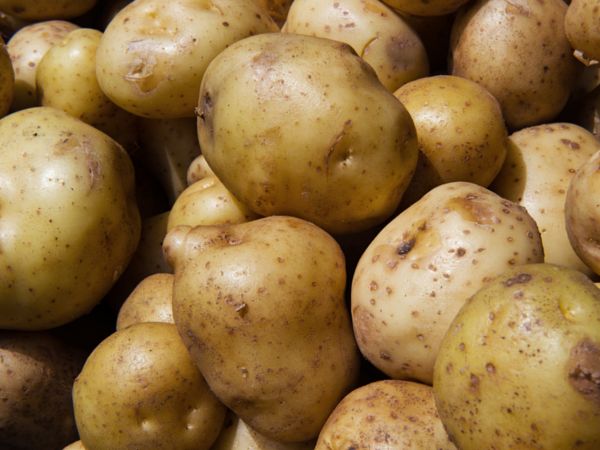 Potatoes Don’t Have to Refrigerate