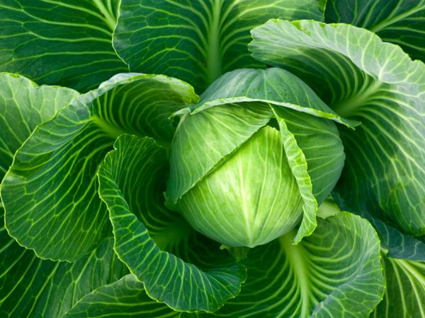 Cabbage Natural Antibiotic