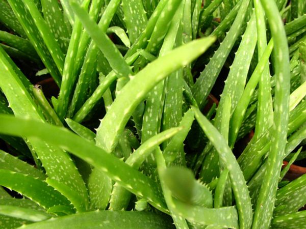 Aloe Vera for Healthy Colon Aloe Vera Leaves