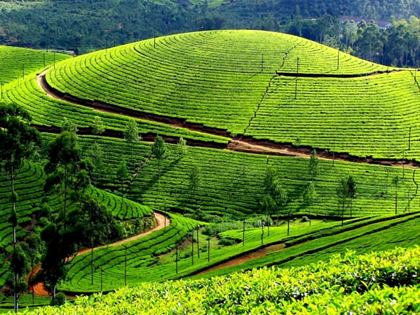 Munnar to Visit in Monsoon