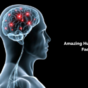 Amazing Human Brain Facts