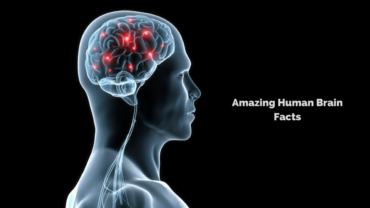 Amazing Human Brain Facts