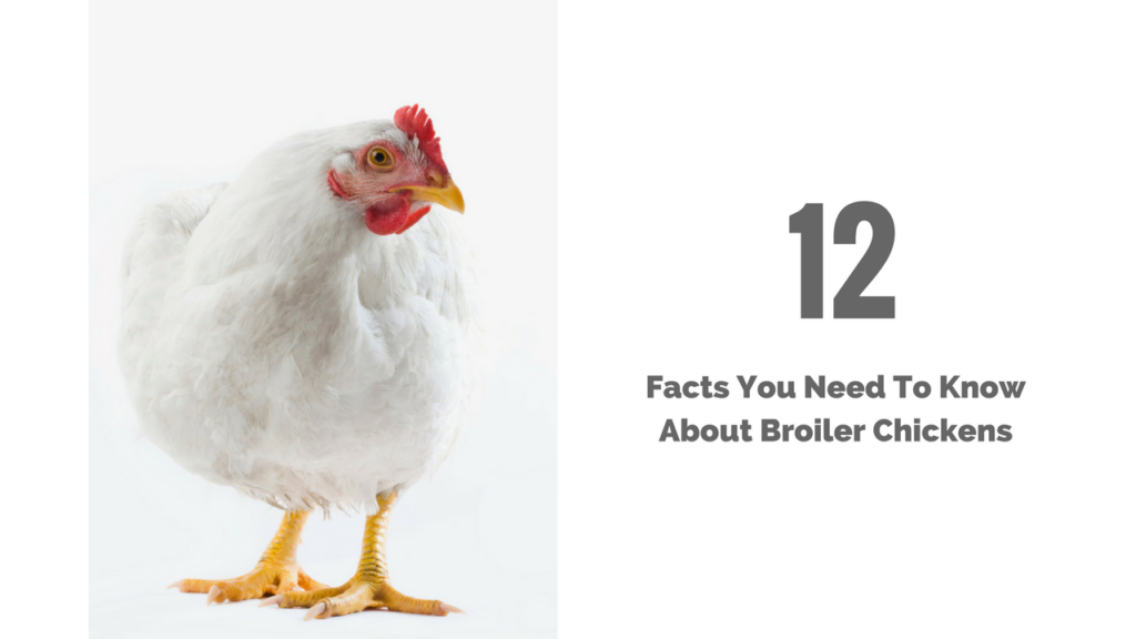 broiler chicken facts