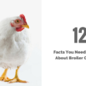 12 Facts You Need To Know About Broiler Chickens