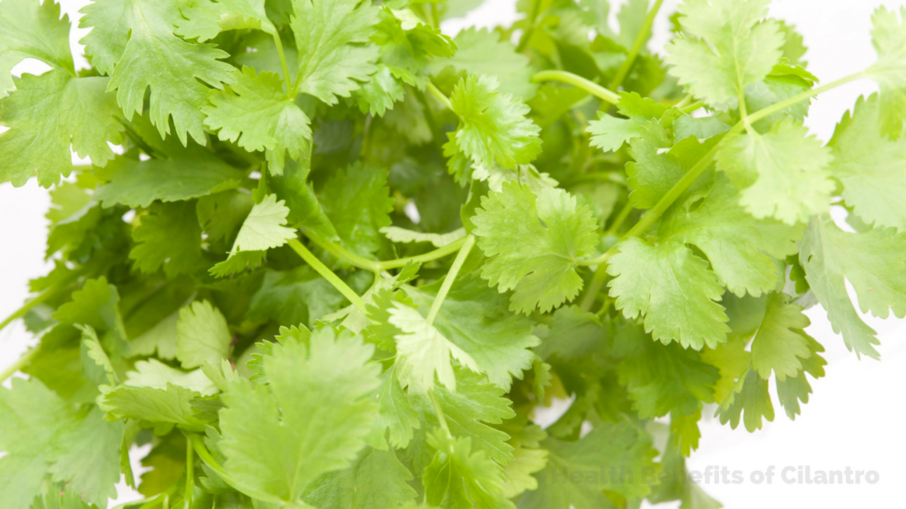 Health Benefits of Coriander Leaves