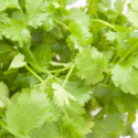 15 Amazing Health Benefits of Cilantro (Coriander Leaves)