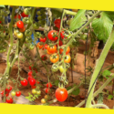 How To Grow Organic Vegetable Garden? – Quick Read