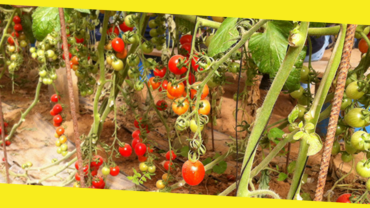 How To Grow Organic Vegetable Garden? – Quick Read