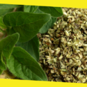 Here’s Why Oregano Should Be An Indispensable Part Of Your Diet