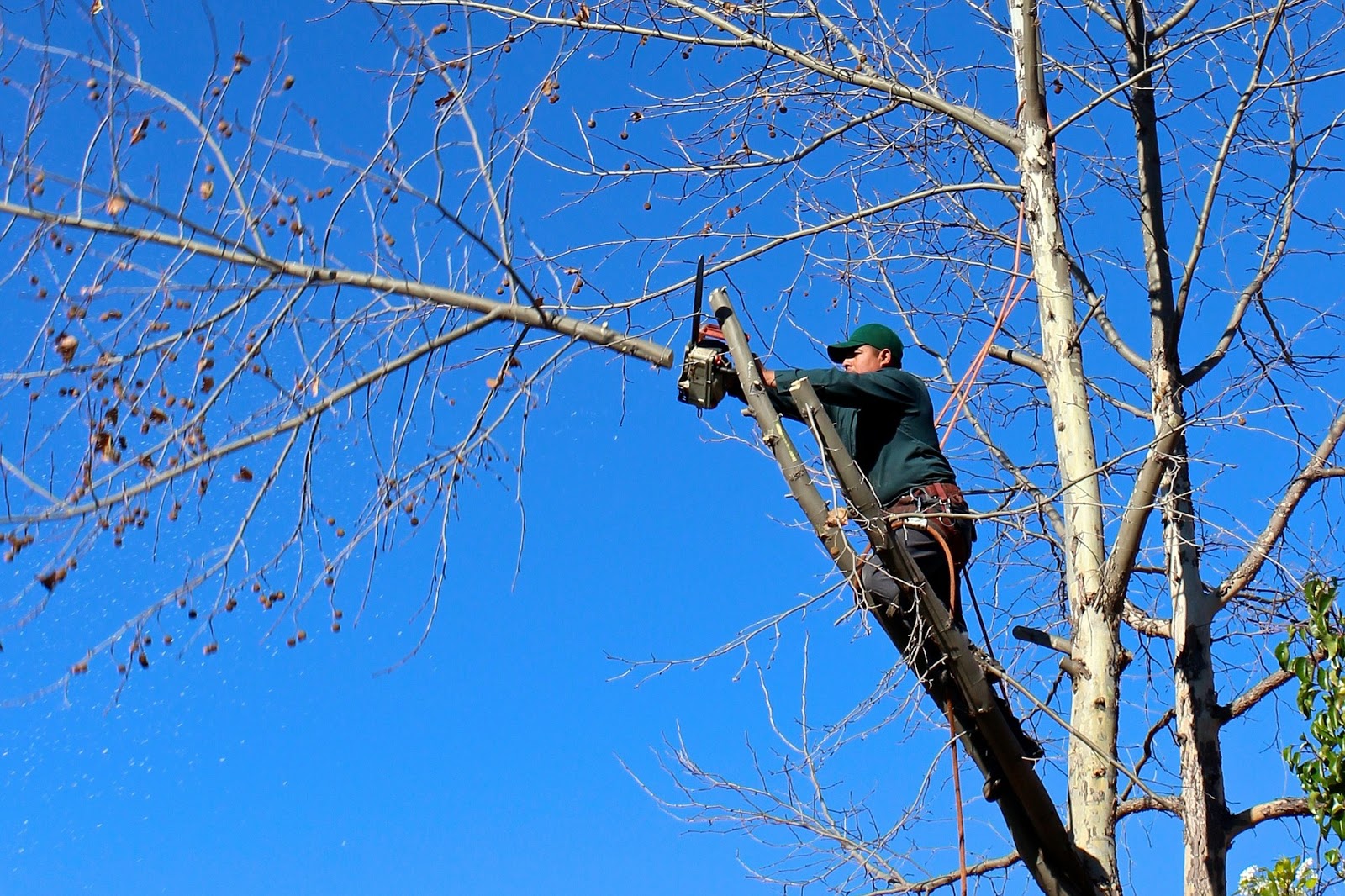 Tree Removal Home Project