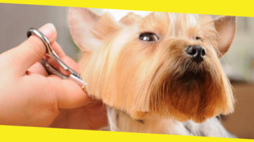 Top Tips to Groom Your Dog