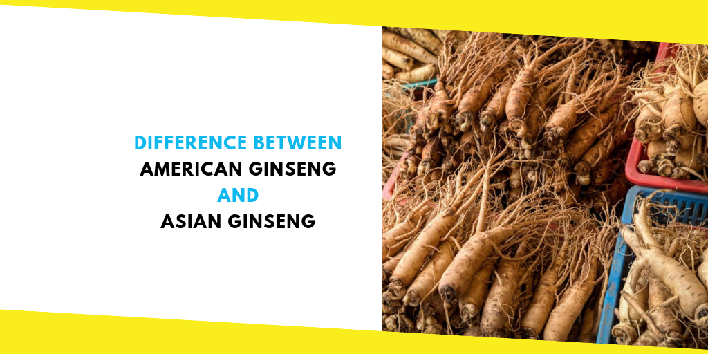 American Ginseng vs Asian Ginseng
