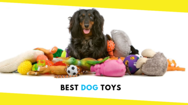 Top 5 Best Dog Toys
