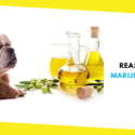 5 Reasons to Use Marijuana Hemp Oil for Dogs