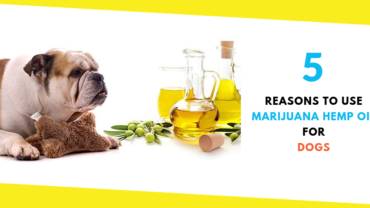 5 Reasons to Use Marijuana Hemp Oil for Dogs