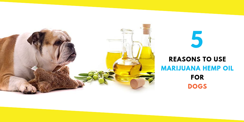 Use Marijuana Hemp Oil for Dogs