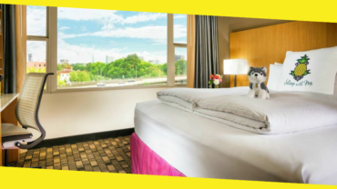 4 Tips for Staying at the Hotel With a Dog