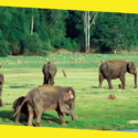 5 Best Wildlife Sanctuaries in Karnataka