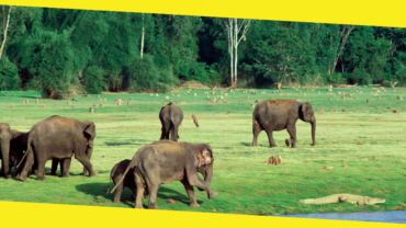 5 Best Wildlife Sanctuaries in Karnataka