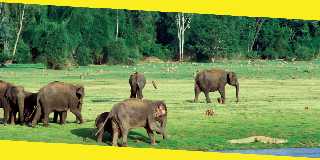 Top Wildlife Sanctuaries in Karnataka