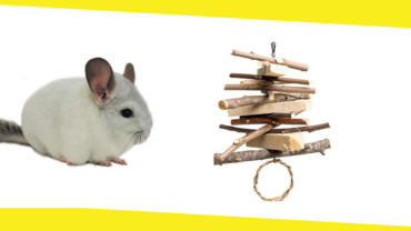 The Best Toys for Chinchillas