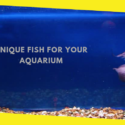Unique Fish for Your Aquarium