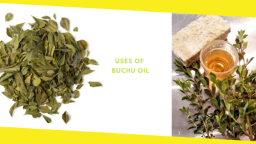 What Is Buchu Oil Used For?
