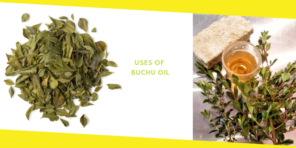 Advantages of Buchu oil