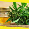 What Is CBD Oil?