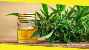 What Is CBD Oil?