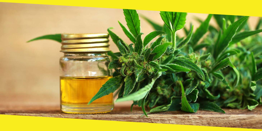 What is cannabis oil