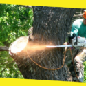Do You Have a Tree Which Needs Removing on Your Property?