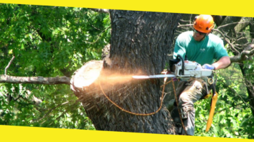 Do You Have a Tree Which Needs Removing on Your Property?