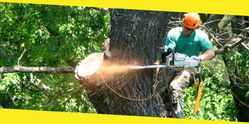 Tree Removal Tips