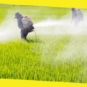 7 Common Types of Pesticides to Avoid at All Costs