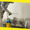 Where to Start with Home Mold Removal?