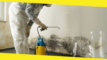 Where to Start with Home Mold Removal?