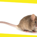 Pest Control How To Get Rid of Mice & Rodents