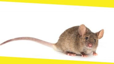 Pest Control How To Get Rid of Mice & Rodents