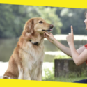 Why Dog Training Makes Total Sense