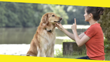 Why Dog Training Makes Total Sense