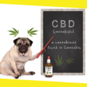 Can CBD Help Your Dog?