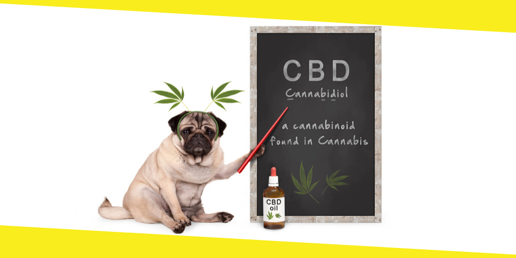 Can CBD Help Dog