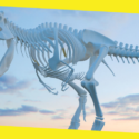There Are Four Classifications of Dinosaur Skeletons