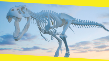 There Are Four Classifications of Dinosaur Skeletons