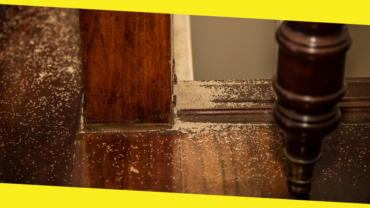 Easy Guide For Eliminating Termites From Your Property