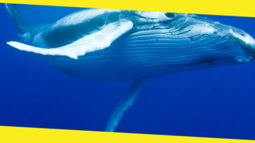 The Annual Migration of Humpback Whales Off the Coast of Sydney