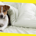 How to Prepare Your Home for a New Dog