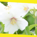 What is the Best Flowering Shrub for Full Sun?